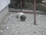 COOLPIX S1200pj, T:10/300, A:f/5.8, P:2, ISO500, F:250mm, EV:0 <br />12.06.2014 -  19:54:01